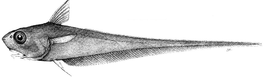 Coryphaenoides rupestris_01